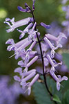 Plectranthus Mona Lavender